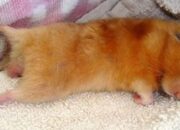 Penyebab Hamster Mati Secara Mendadak Yang Harus Anda Ketahui!