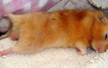 Penyebab Hamster Mati Secara Mendadak Yang Harus Anda Ketahui!