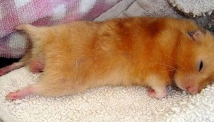 Penyebab Hamster Mati Secara Mendadak Yang Harus Anda Ketahui!