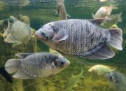 5 Jenis Makanan Ikan Gurame supaya Bisa Cepat Besar