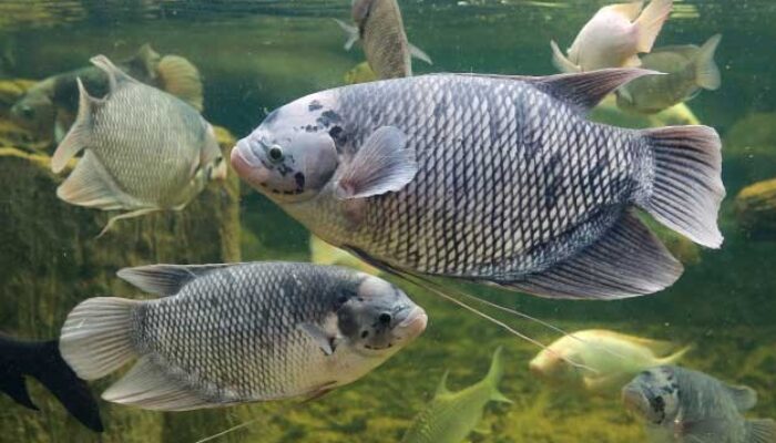 5 Jenis Makanan Ikan Gurame supaya Bisa Cepat Besar