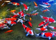 5 Jenis Makanan Ikan Koi yang Baik untuk Perkembangannya