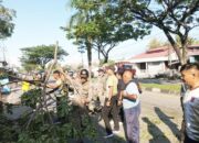 Satpol PP Turun Tangan Evakuasi Pohon Tumbang di Bandar Buat