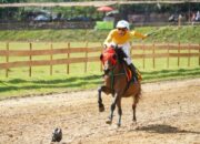 Digeber 2 Hari, 93 Ekor Kuda Ikuti Pacu Kuda Tanah Datar Wirabraja Open Race dan Tradisional 2026